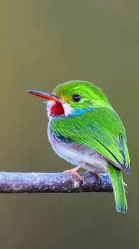 Naturaleza Viva